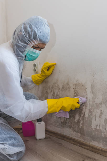 Best Post-Construction Mold Inspection  in Stockton, KS