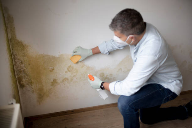 Best Emergency Mold Remediation  in Stockton, KS