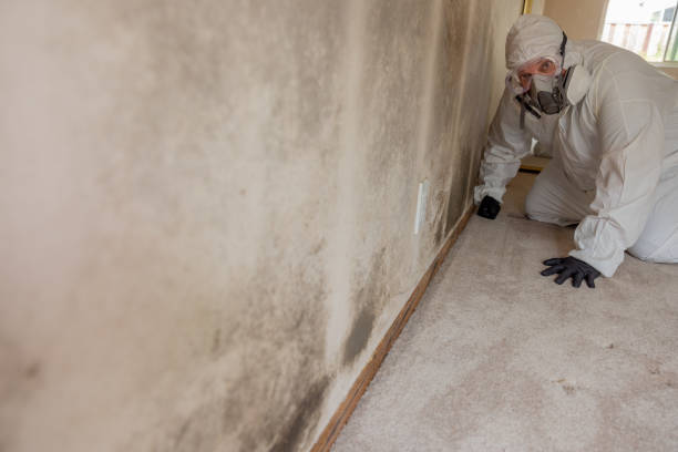 Best Attic Mold Removal  in Stockton, KS